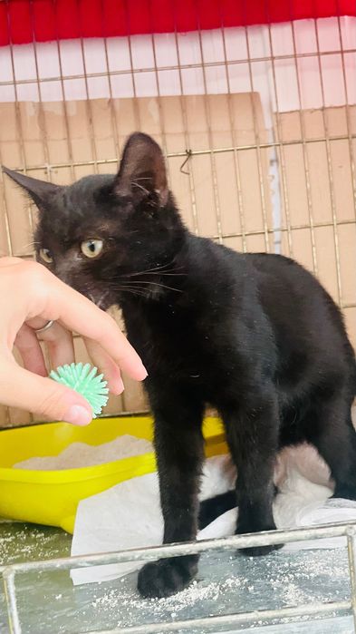 Pisicuțe negre spre adopție
