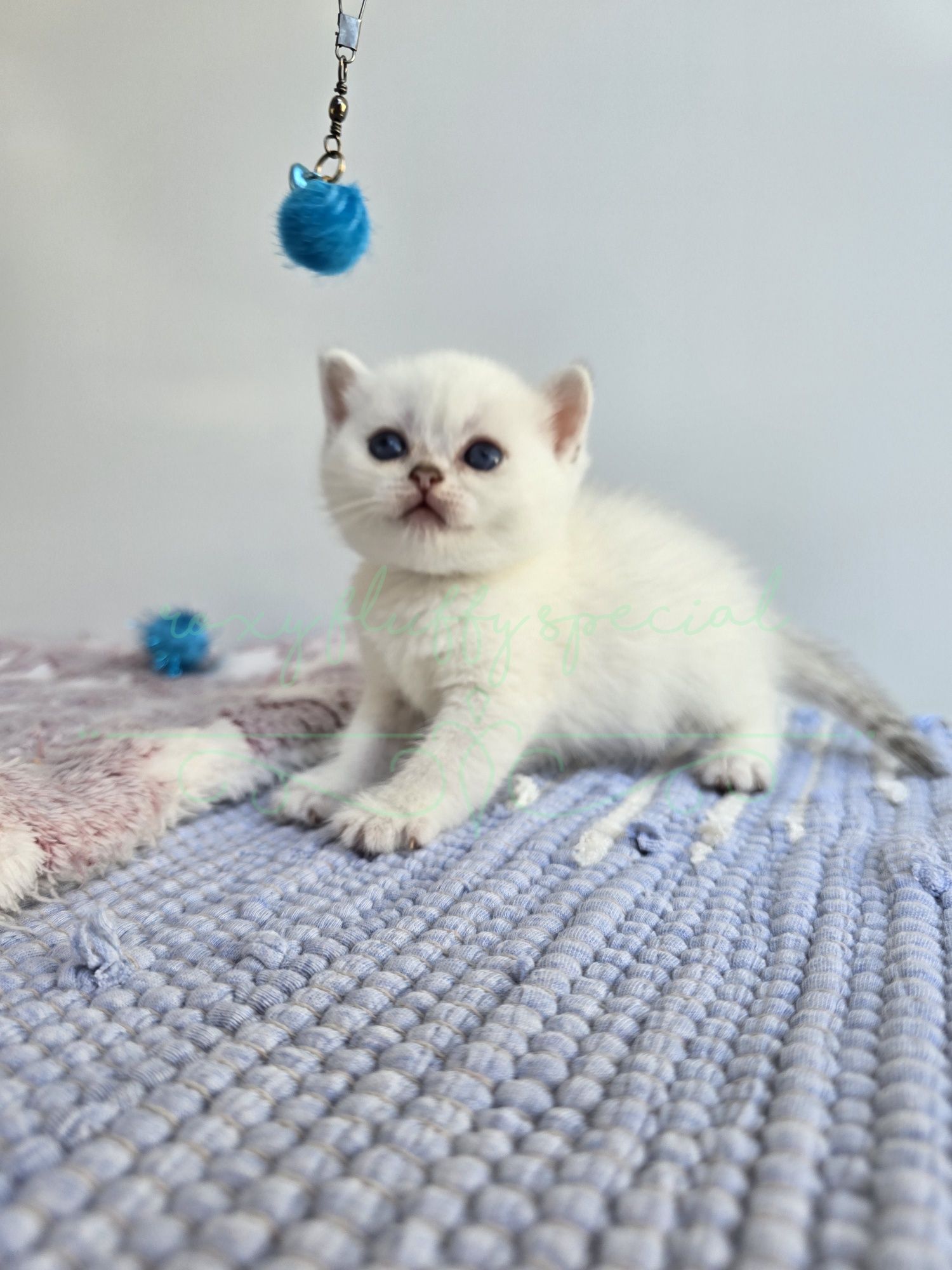 British shorthair cu pedigree