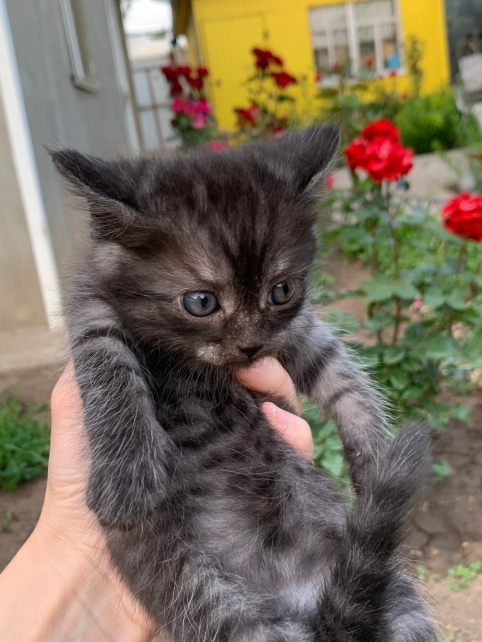 Отдам котят даром