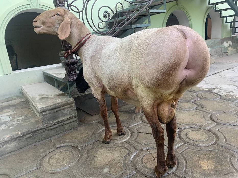 Qoʻy qoʻchqor qassob dastafka 24/7