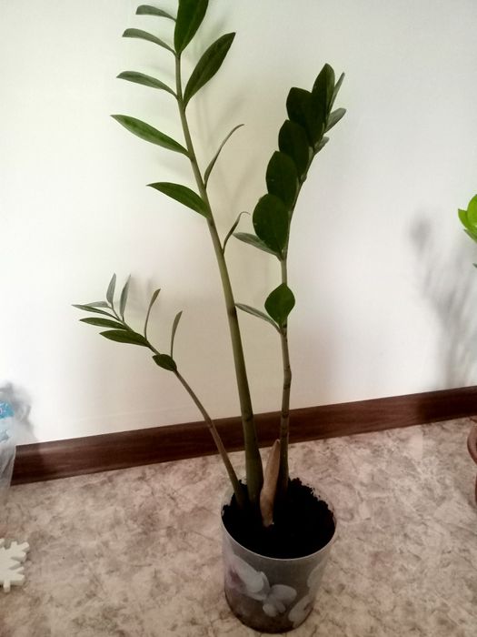 Продам замиокулькас(долларовое дерево) по 3000 тг