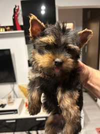 Puiut yorkshire terrier