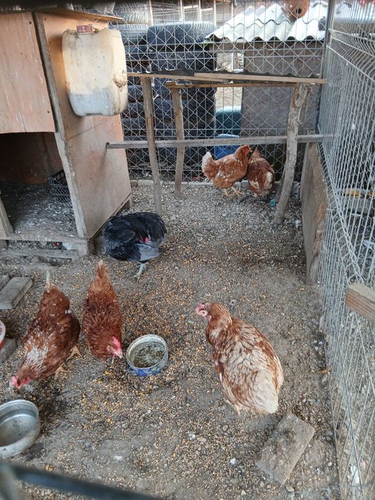 Gaini Isa Braun si cocos araucana