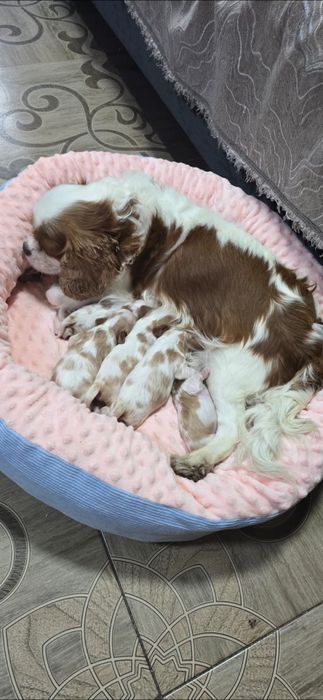 Продам Щенков Кавалер Кинг Чарльз