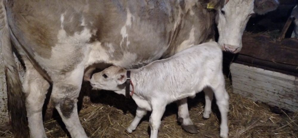 Vițea rasa Charolais de Vînzare