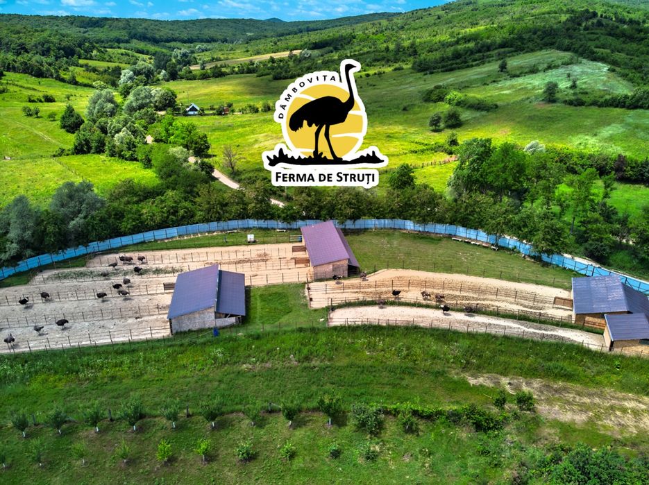 Pui de STRUȚ NEGRU AFRICAN de calitate superioară