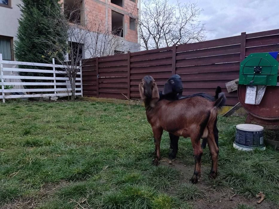 tap capre  anglo nubian