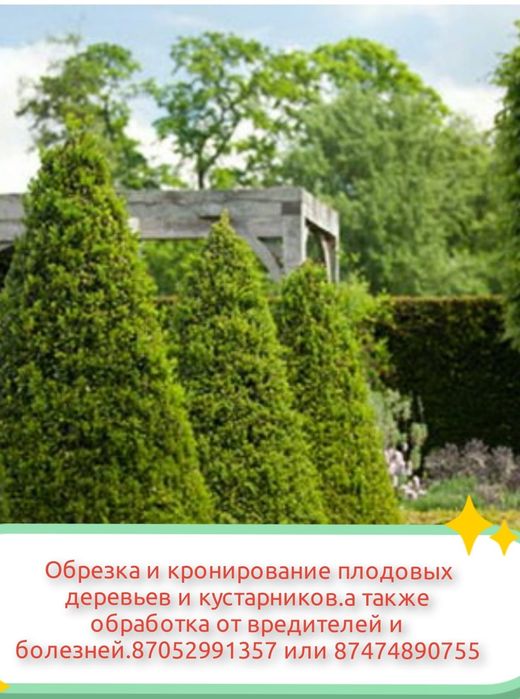 Подрезка и обработка плодовых деревьев