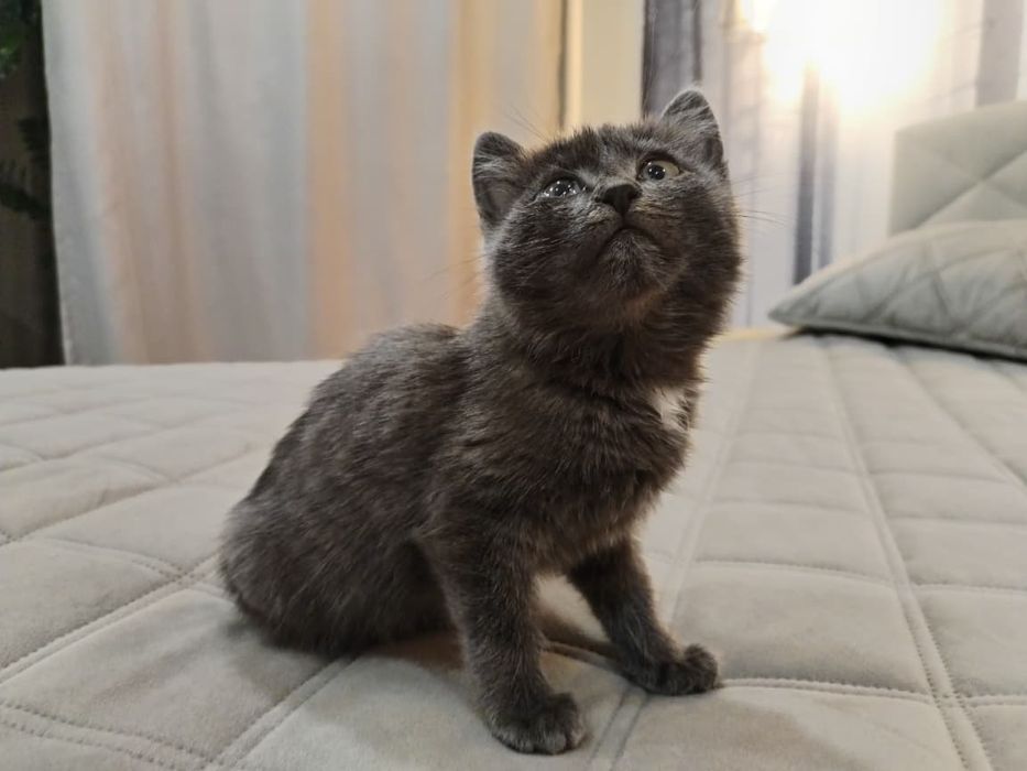 Отдам маленьких котят. Серый котенок