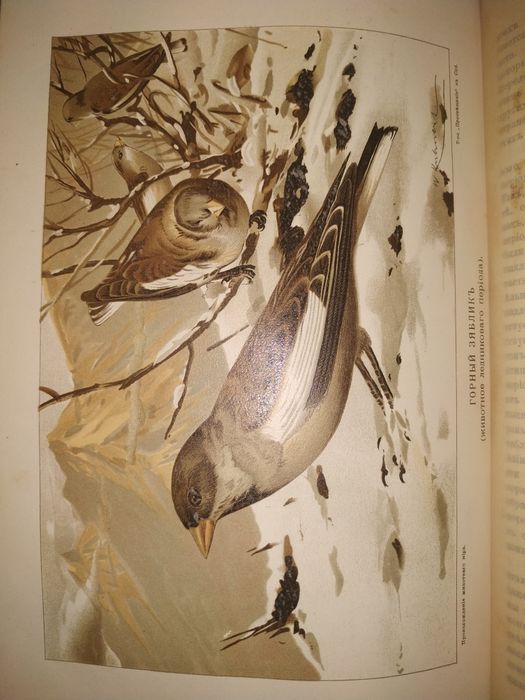 Антиквариат. Гааке В. Происхождение животного мира