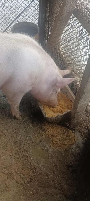 Продавам мъжко скопено прасе