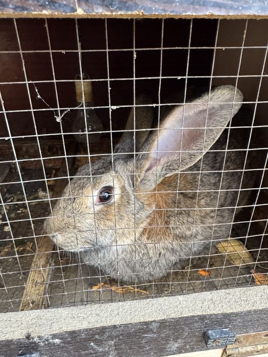 Қоян великан.