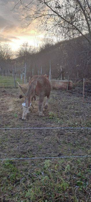 Mânz, de șapte luni