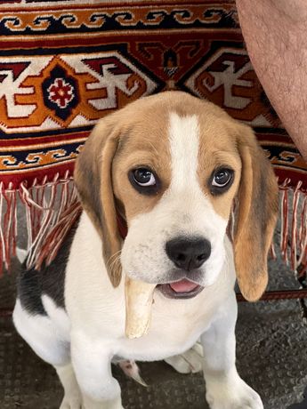 Beagle tri color