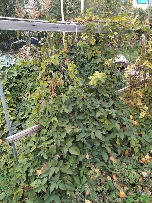 Продам Ежевику Американка