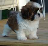 Bichon havanez 650 lei