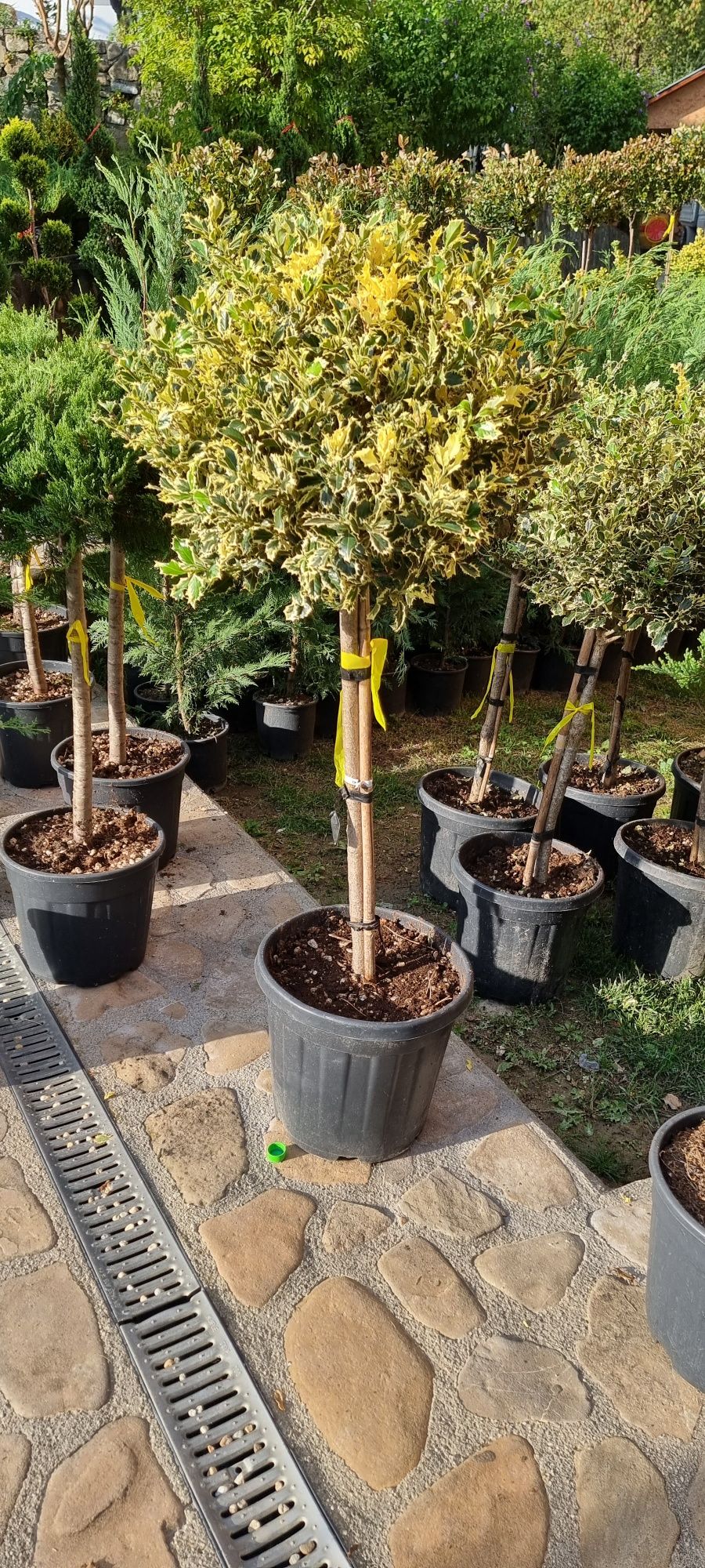 Photinia red robin- cedru - eunomius- leylandi