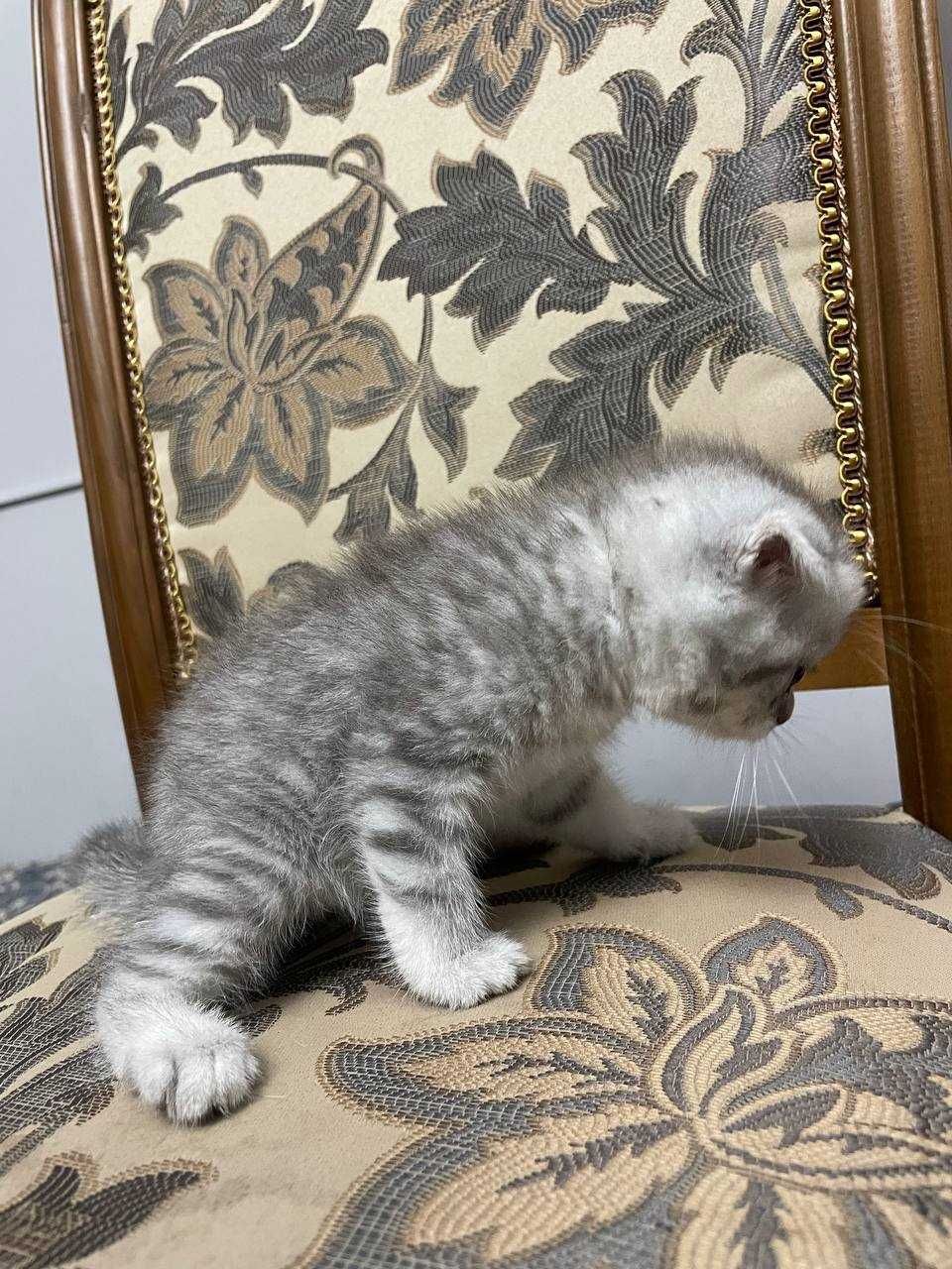 Котята скотиш фолд, скотиш страйт