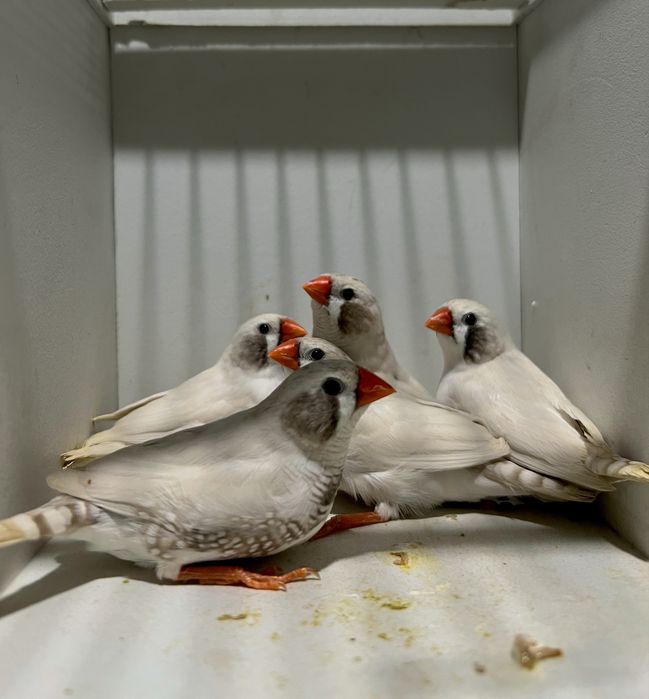 Amadinka Амадина