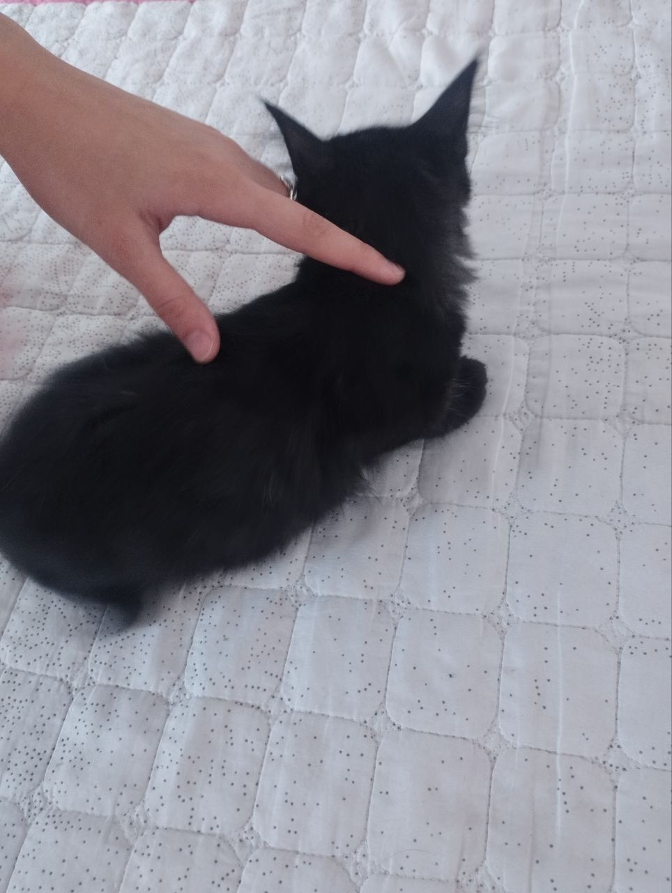 Mushuk bolalari soni 3 ta tekin