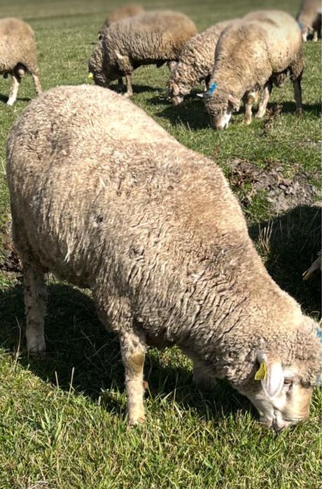 Қошқар тоқты қой