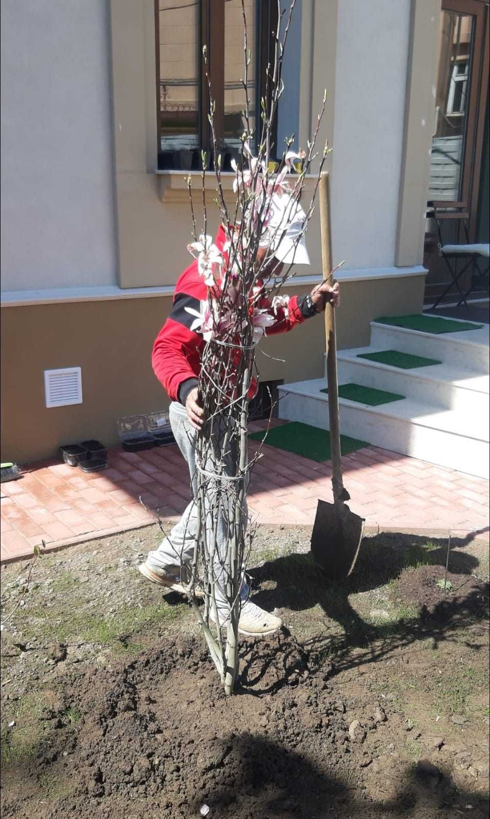 Magnolie solangeana diverse culori si marimi