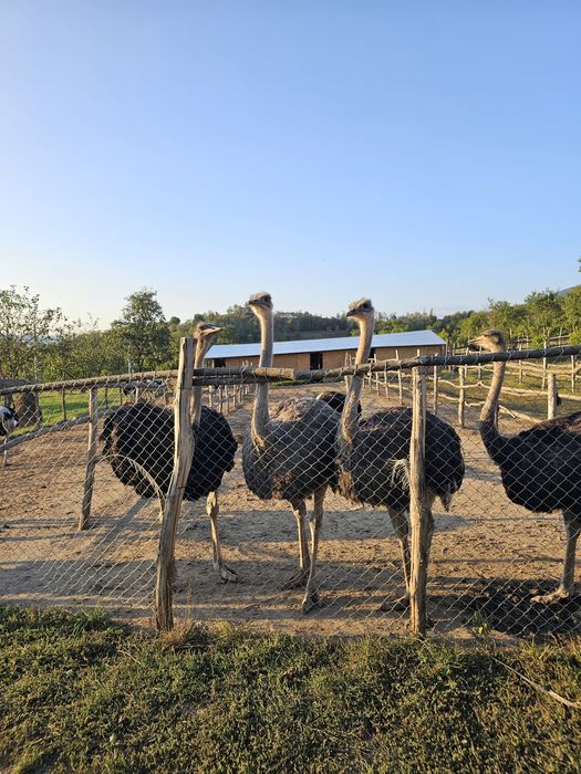 Vând struți de 1 an