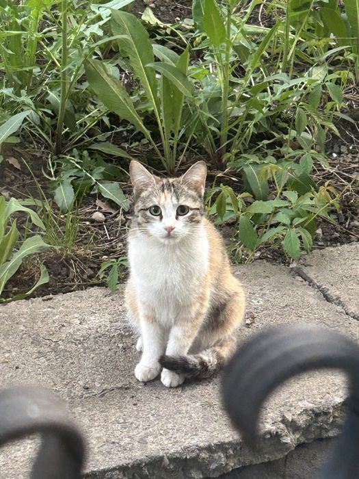 Ищу дом или передержку для кошки