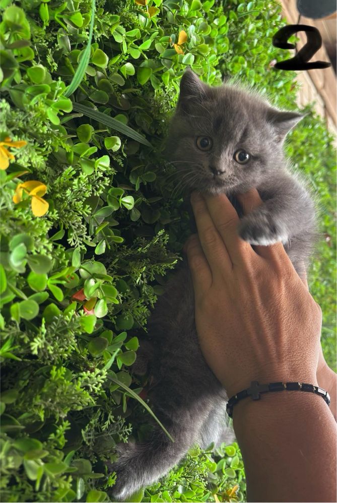 Британски и Шотлантдски котки