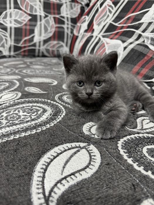 Продается котенок скоттиш страйт мальчик