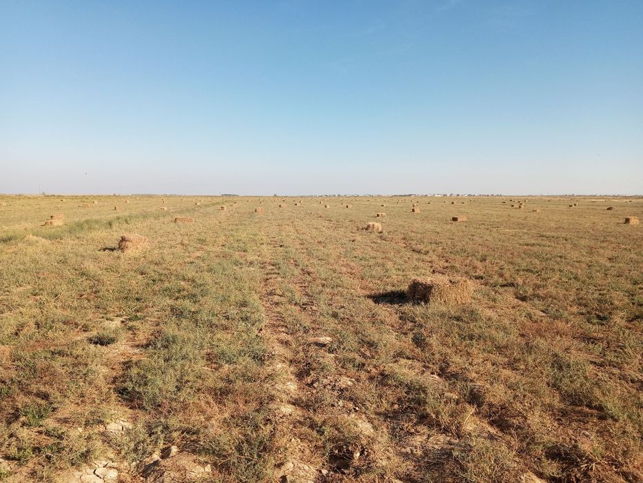 Беда бор сотилади