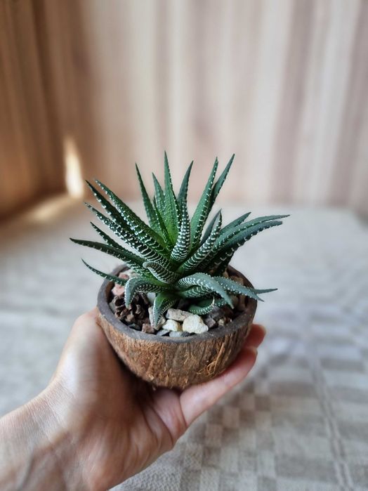 Продам хавортию в кокосовой скорлупе