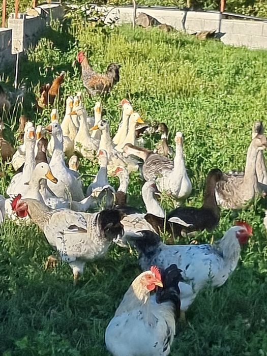 Vand pasari, rate si pui australorp