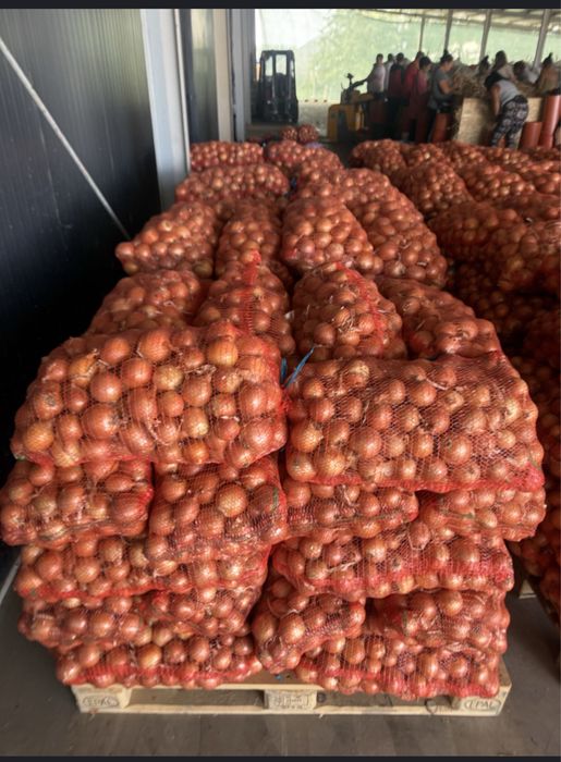 Dovleci Hallowee Kratos Gladiator – Varza de murat - Ceapa- placintari