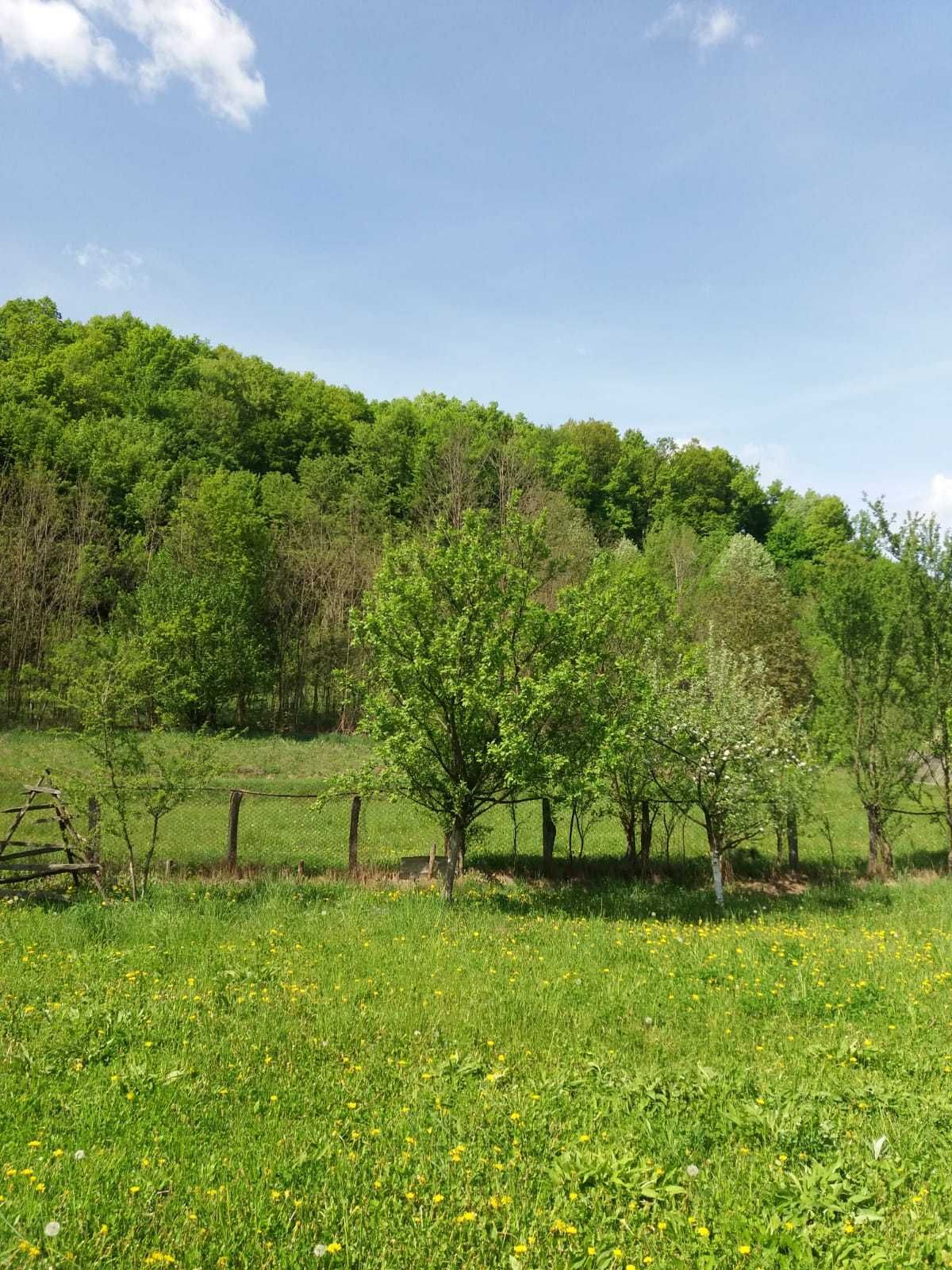 Teren vanzare 2000mp intravilan Poienita/Bălilești, Arges langa padure