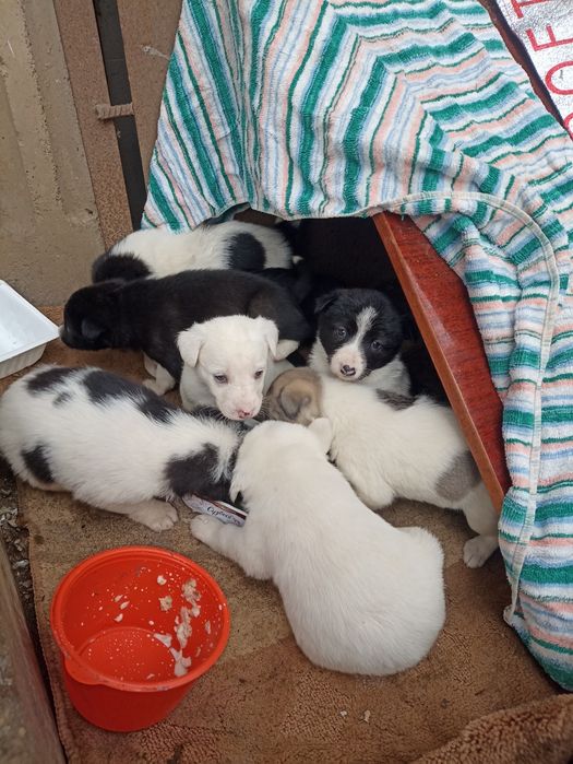 Отдам курят в добрые руки