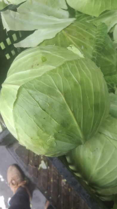 Vand Varza AutumKing F1