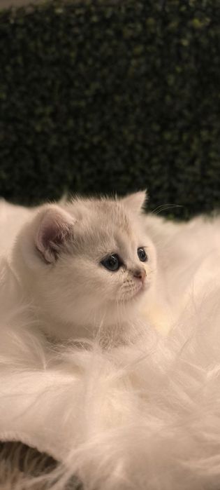 Продаётся Серебристая шиншилла.
