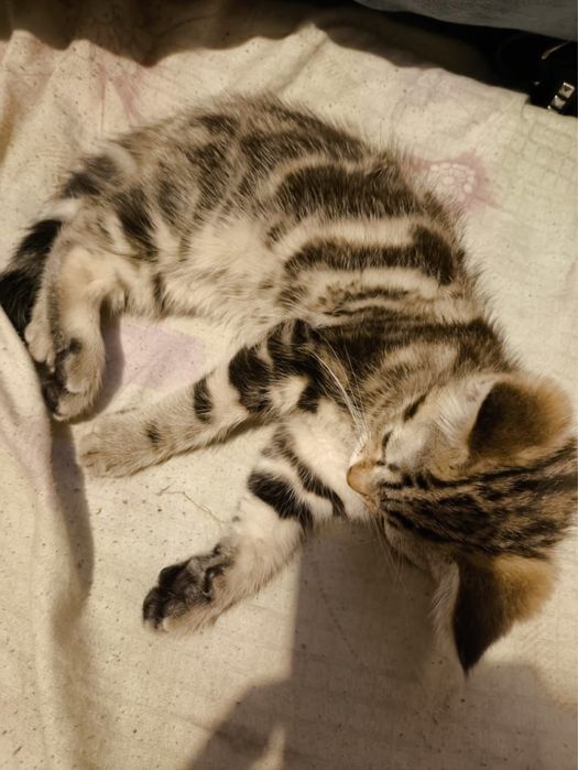 Котенок Бенгал породистый