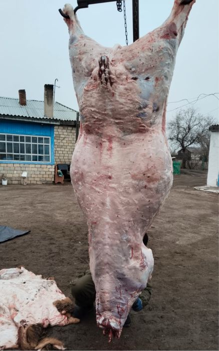 Бұқа бык бычок ірі қара