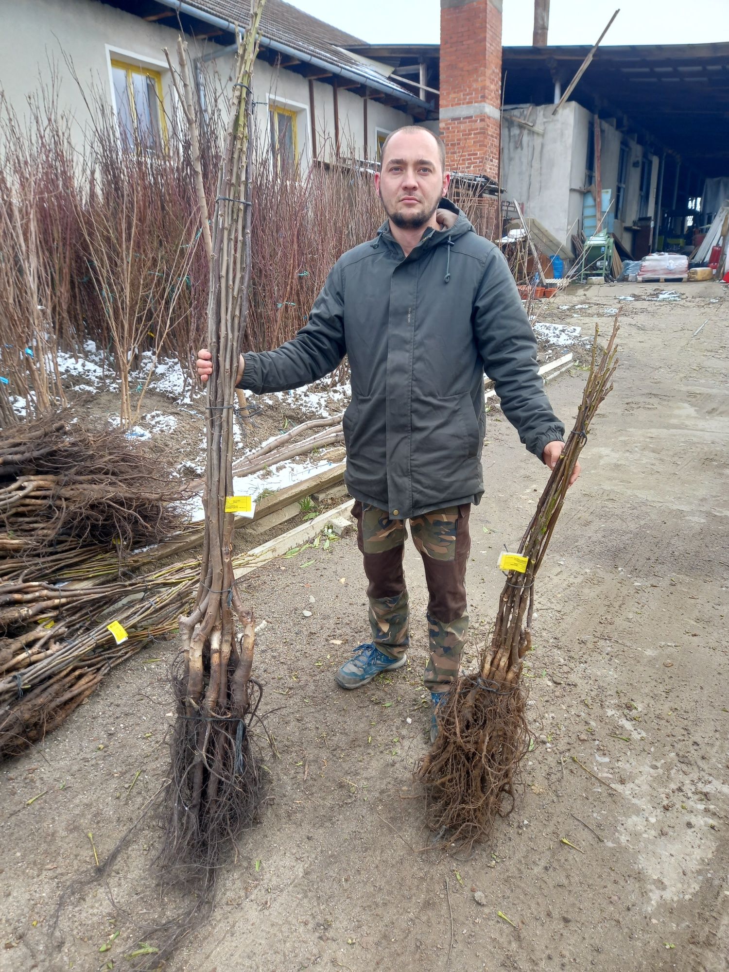 Livrare plantare pomi fructiferi In ferestre de iarna.Nuci Aluni Mar..