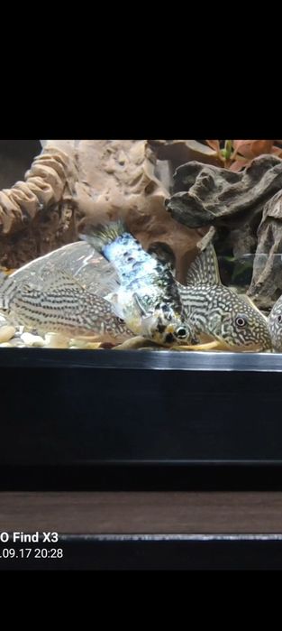 Рыбка моллинезия (молли баллон) самка 1 шт.