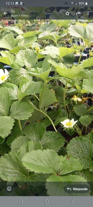 Casuni Rodire Tot Anul