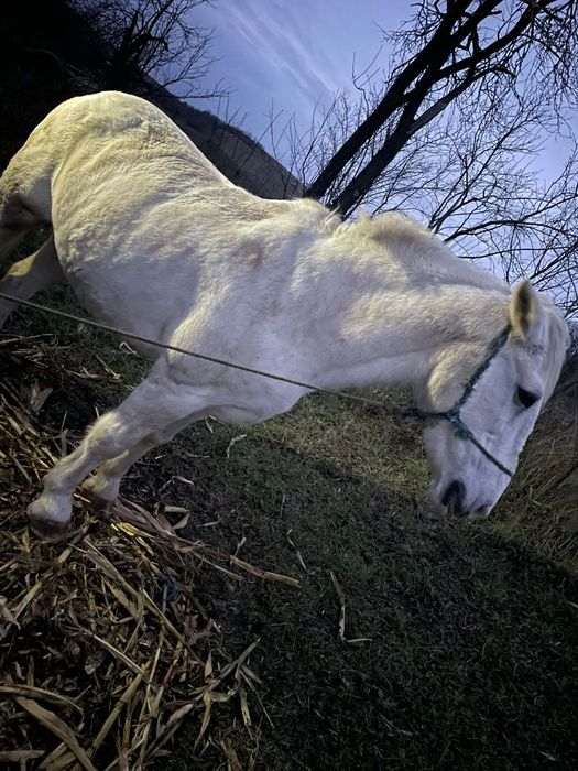 Iapa este buna de ham