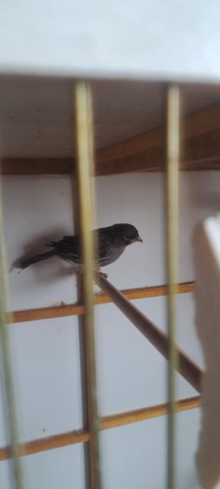 Свободни канари черен червена мозайка и ахат топаз червена мозайка