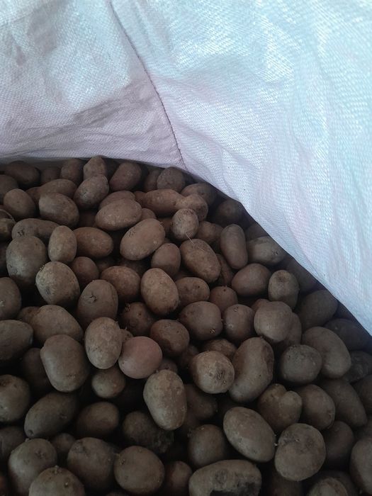 Vind cartofi de consum și saminta