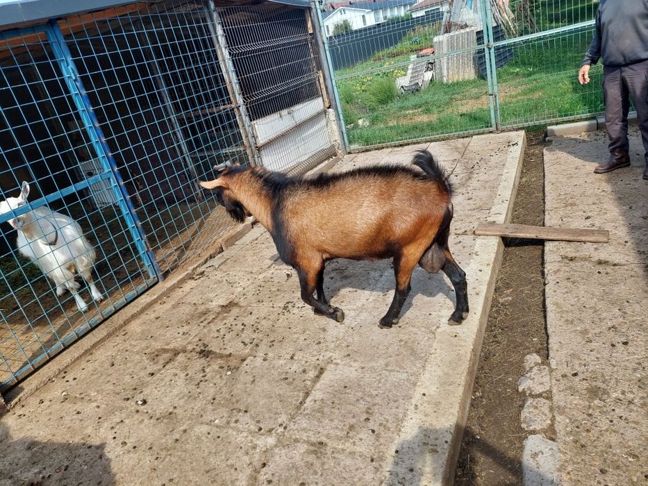 Vând țap de doi ani jumate