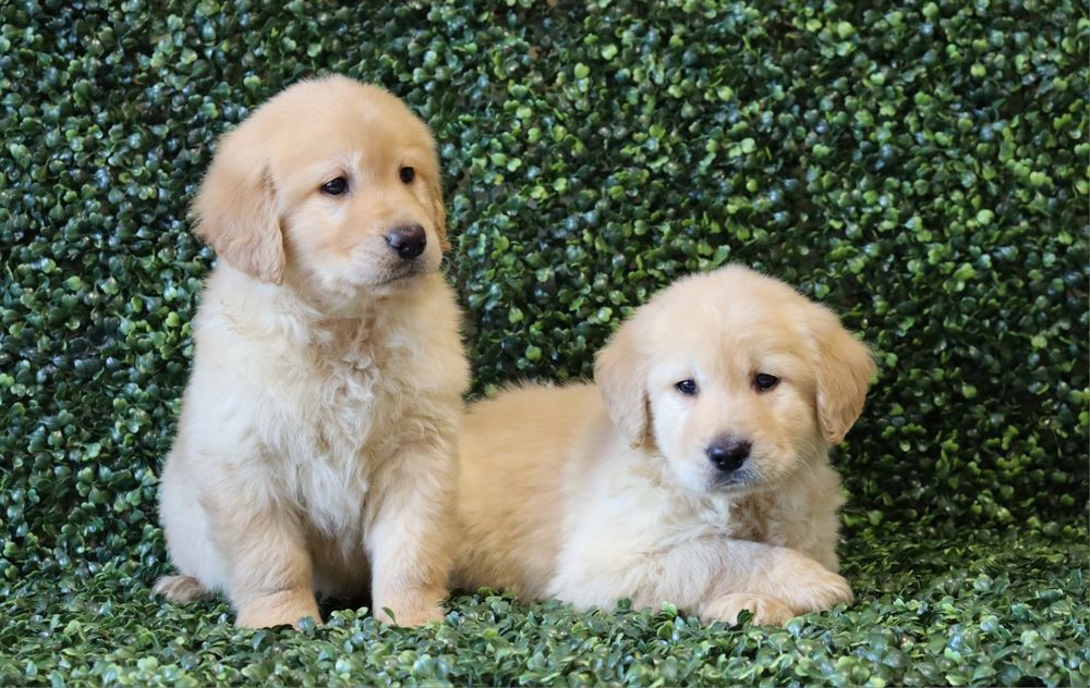 Голдън Ретрийвър