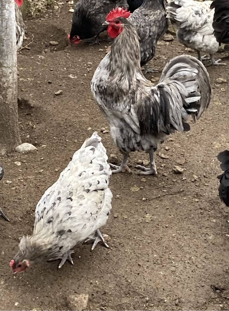 Oua Australorp