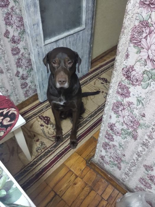 Случу кабеля возраст 4 года.Порода Курцхар наполовину.